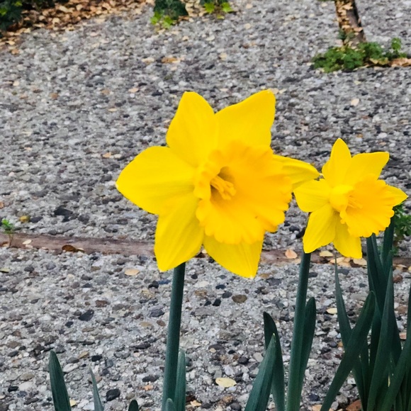 Meet your Posher, Emily - Picture 1 of 1